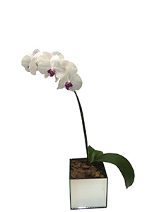 Flowers Orquídea  Branca - Singela
