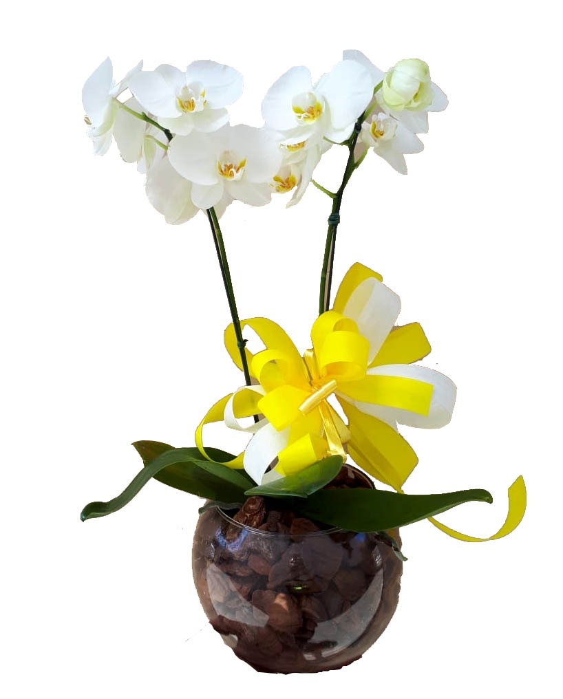 Orquídea Branca Embeleze
