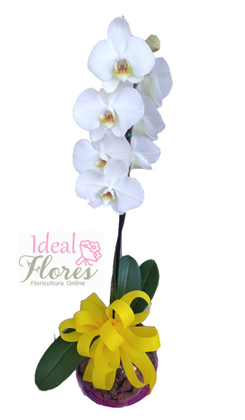Orquídea Branca Decorada em Esfera Vitral
