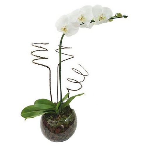 ORQUÍDEA DECORADA COM GALHO DE VIME TORTO.