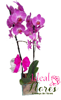 Orquídea 2 cachos