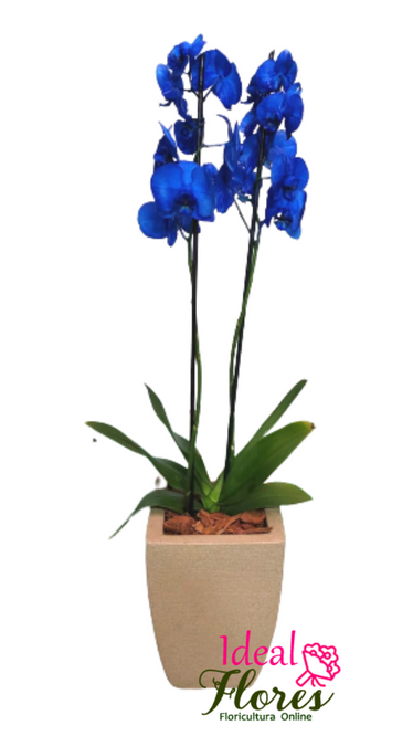 Valen Blue
